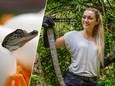 Sterrin Smalbrugge onderzocht maagdelijke bevruchting bij een koningscobra, een andere slang dan ze hier vast heeft. Het krokodilletje in Costa Rica lukt het uiteindelijk niet om uit het ei te kruipen.