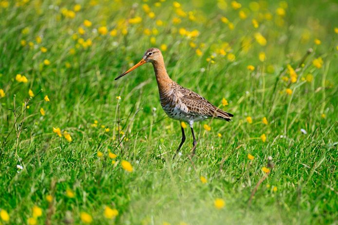Weidevogelbeheer is één van de gezamenlijke belangen, aldus Natuurmonumenten.