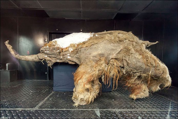 De beroemde jonge wolharige mammoet, Yuka, die in 2012 gevonden werd.