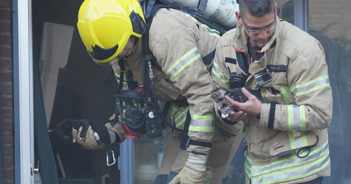 Brandweer redt kittens bij woningbrand, vrouw ademt te veel rook in.