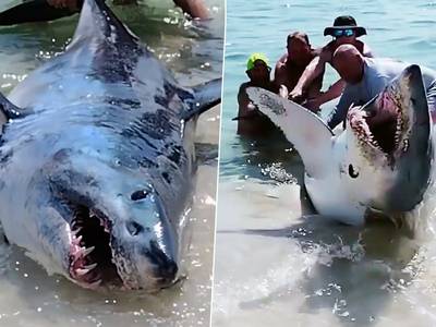 “Kijk naar die tanden!” Strandgangers proberen grote aangespoelde haai te redden, maar die laat zich niet zomaar helpen