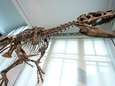 Un dinosaure inédit fait son entrée au Musée des Sciences naturelles