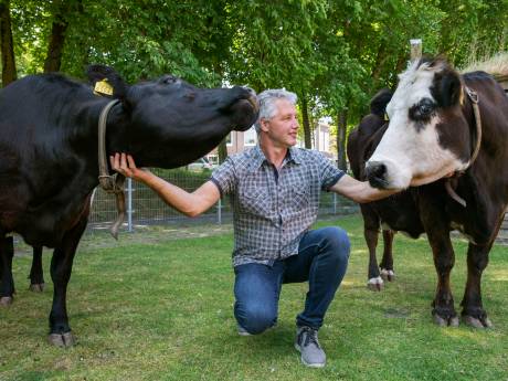 Voetbal schieten op koe of baksteen gooien op varken, jongeren die dieren mishandelen: ‘Absoluut zorgelijk’