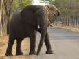 Zimbabwe verkocht bijna 100 olifanten aan China en Dubai wegens overbevolking nationale parken