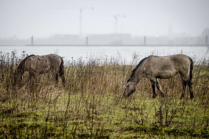 Konikpaarden hebben een droge plek opgezocht in de Stadswaard bij Nijmegen.