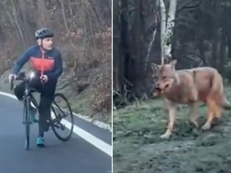 Angstaanjagende fietstocht: wielertoerist wordt ongemerkt achtervolgd door wolf