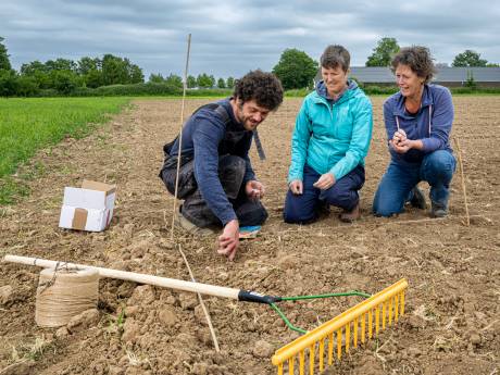 De Herenboeren in Lingezegen verheugen zich op hun eerste oogst: ‘Voedselpakketten zullen steeds gevarieerder worden’