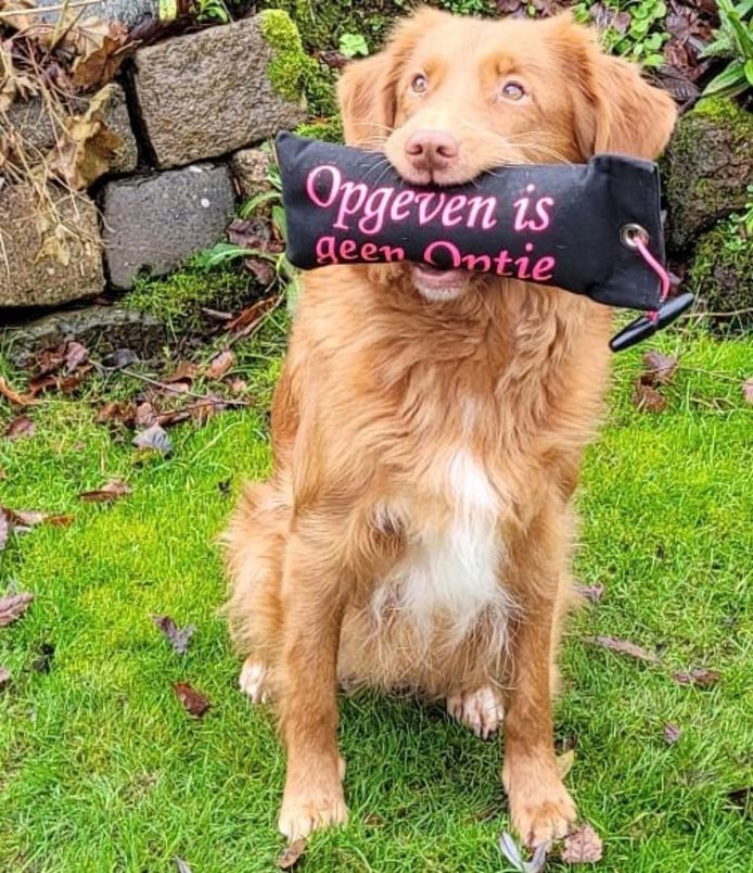 Toller Vosje doet met haar baasje Bernadette van der Drift uit Puttershoek mee aan een jachtwedstrijd voor het goede doel.