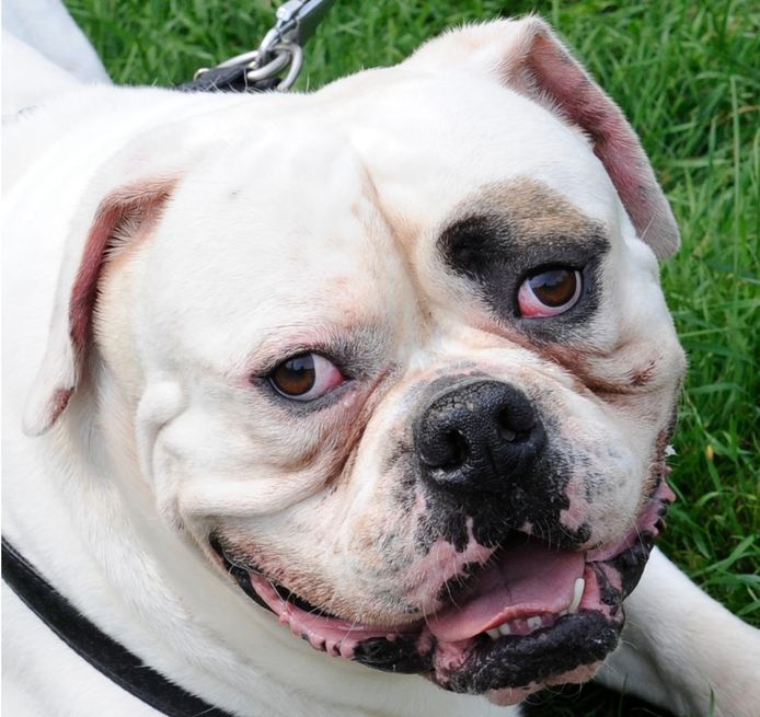 Een Amerikaanse bulldog. Dit hondenras dient volgens de Partij Vrij Almelo een muilkorf te dragen in de openbare ruimte.