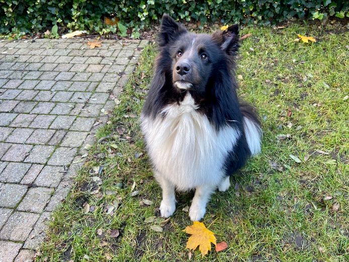 Maurice werd door twee pitbulls gebeten aan zijn oor, in zijn nek en in zijn rug.