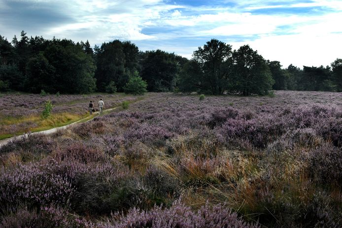 Archiefbeeld: Vroeg bloeiende heidein natuurgebied de Meinweg bij Ospel. De hei staat uitbundig in bloei.