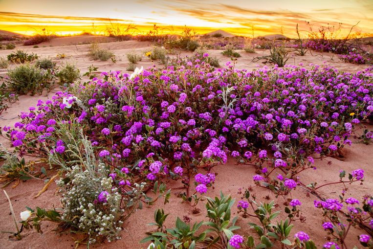 De woestijn in bloei. Scène uit The Green Planet. Beeld BBC Studios/Paul Williams