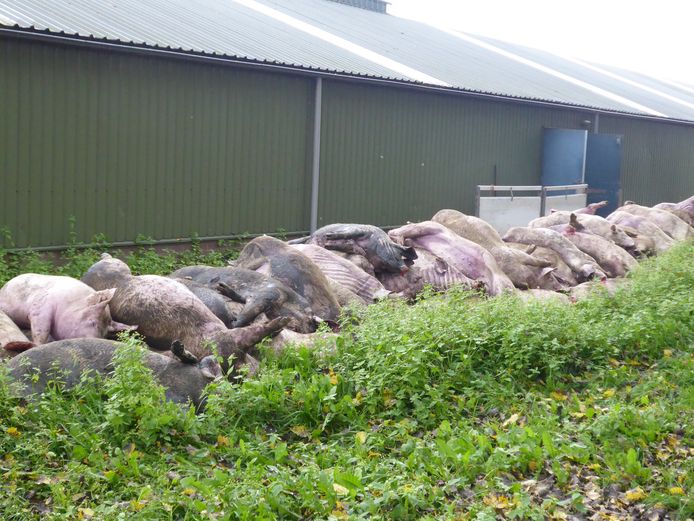 Vorig jaar oktober stikten in Heeswijk-Dinther tientallen varkens door een defect ventilatiesysteem. De Nederlandse Voedsel- en Warenautoriteit is een onderzoek gestart naar de verstikkingsdood van zo'n 1.200 varkens in Haaren.