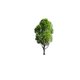 Twijfel over bomenkap in Vondelpark: ‘Bomen kun je beter maken’