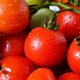 Onrijpe tomaten? Op déze manier zijn ze in no time rijp