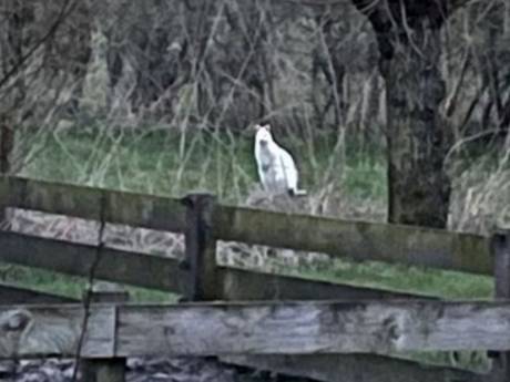 Wat springt daar nou in Ede? Dat lijkt wel een ....! 