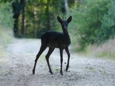 Natuurfotograaf spot zeldzame zwarte ree in bossen Lage Vuursche