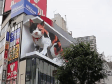 Un chat géant en 3D veille sur Tokyo