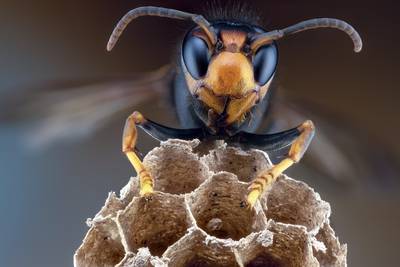 Natuur en Bos: “Bestrijding van Aziatische hoornaar blijft verzekerd”