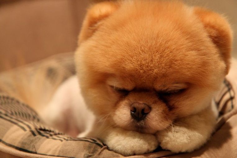 Maak met Boo, de schattigste hond ter wereld | Het Parool