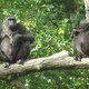 Nu al uitgelekt: dit gebeurt vanavond in ‘Drukte in de dierentuin’