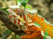 Als je deze nieuwkomer in DierenPark Amersfoort wilt zien, moet je wel even zoeken