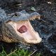 Texas bereidt zich voor op overstromingen én 500.000 ronddolende alligators