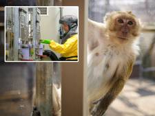 Tweede Kamer unaniem: verlaag proeven met apen naar minimum