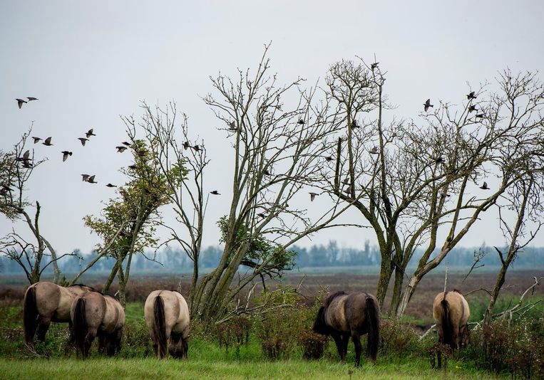 Konikpaarden in de Oostvaardersplassen. Beeld anp