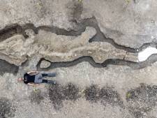 Reusachtig fossiel van prehistorisch zeemonster gevonden in Groot-Brittannië