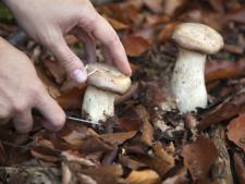 Een middagje paddenstoelen plukken in het bos? Boete kan oplopen tot 2500 euro
