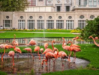 Van een cinema in oorlogstijd tot de ingang in de Carnotstraat: 180 jaar ZOO Antwerpen in vijf weetjes