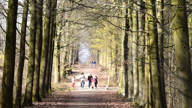 Kom helemaal tot rust tijdens deze wandeling door verschillende bossen in Geraardsbergen