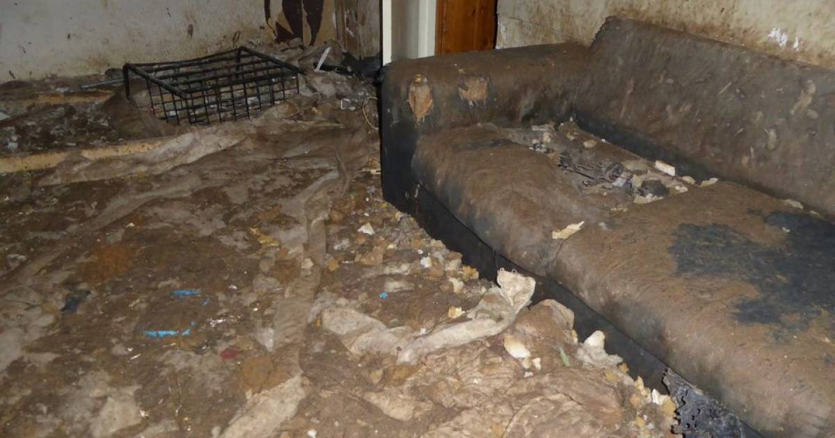 Zeven Honden Bevrijd Uit Pand Met Dikke Laag Poep Al Maanden Niet Buiten Geweest Groningen Ad Nl