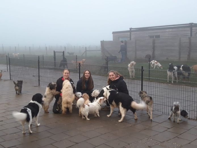 Vannacht hebben honden in Holten een stressvrij oud en nieuw Deventer