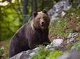 Jager vlucht in boom na achtervolging door woeste beer in Noord-Italië