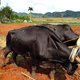 Toeslaan op de Cubaanse markt, voordat de Amerikanen komen