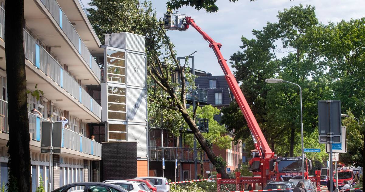 De verbinding tussen flats Boogschutter en Steenbok kan een boom dragen