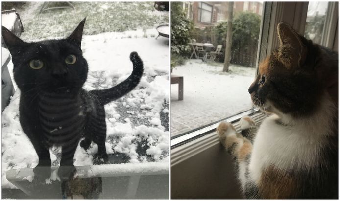 'Ik wil naar binnen!'. De kat rechts heeft het beter voor elkaar.