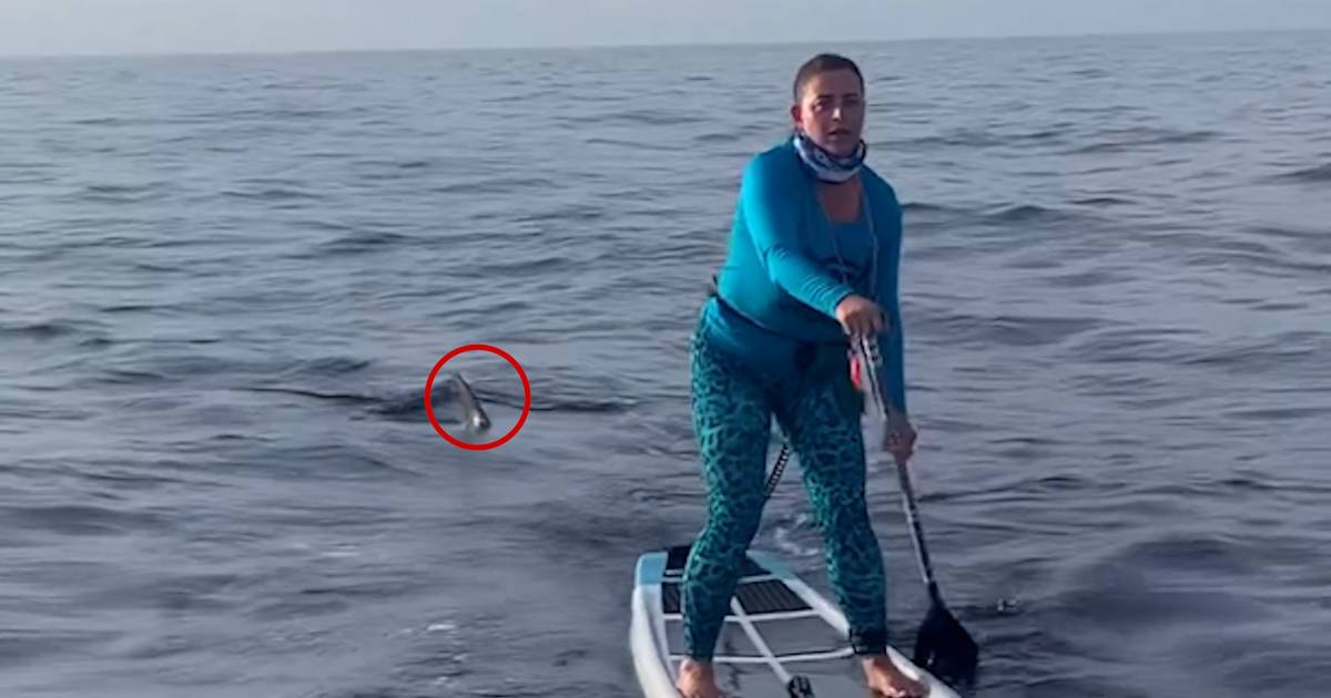 look.  Shark chasing a paddle board off the coast of Florida |  outside