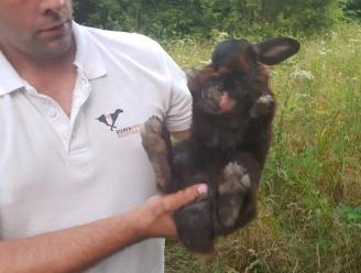 Gezin met vier kinderen dumpt verwaarloosd konijn in bos: "We geven het terug aan de natuur"