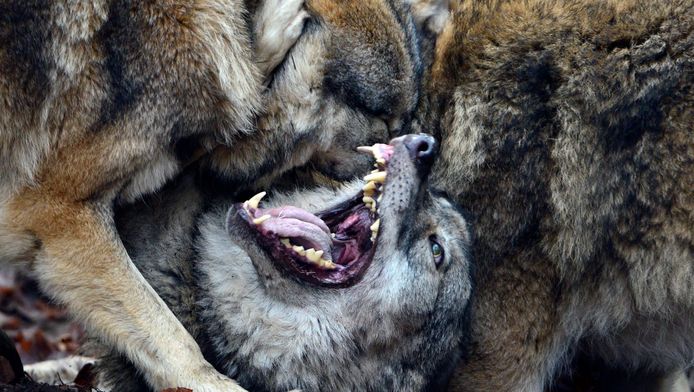 Wolven dollen met elkaar in het Duitse dierenpark Schwarze Berge nabij Hamburg.