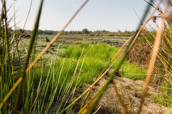 Het Haaksbergerveen staat in de top 3 van meest stille plekken in Nederland. Dwingelerveld, in Drenthe, won de verkiezing.