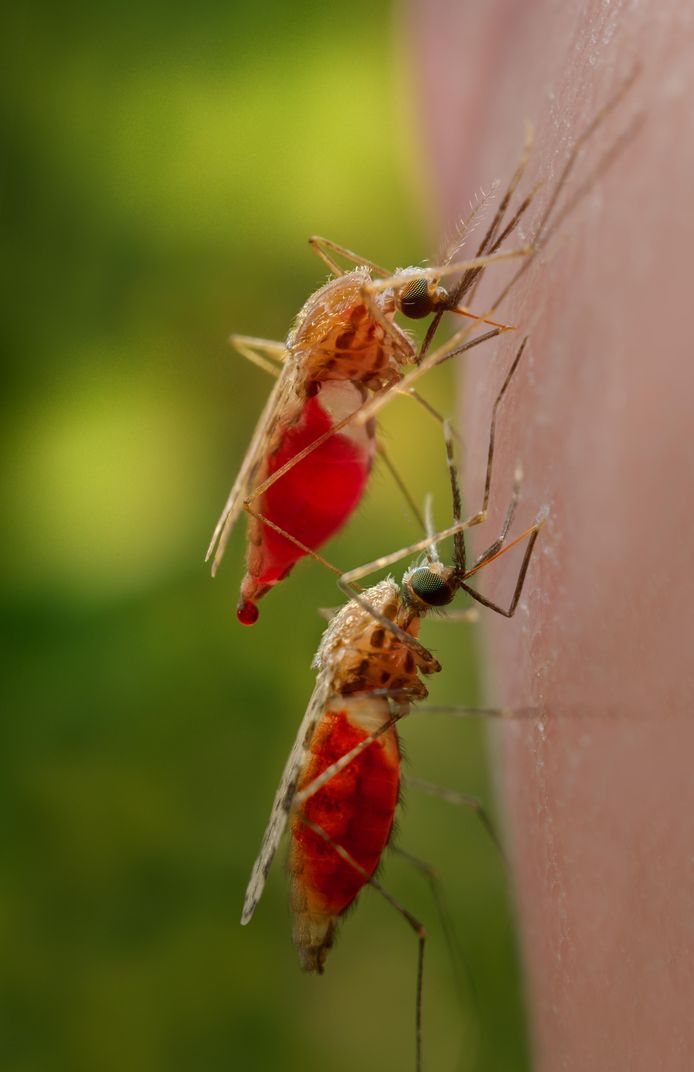 De malariamug van het type ‘Anopheles’.
