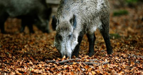 Jagers op Veluwe schieten te weinig zwijnen af: zorgt mislukt plan voor nieuwe overlastgolf? - De St