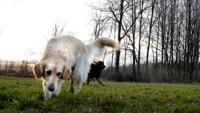 Dode Honden Door Gebakken Spons Blijkt Fabeltje Nieuws Ad Nl
