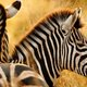 Hoe schattig: zeldzame kruising tussen ezel en zebra geboren