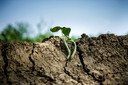 Droge akker met bonen afgelopen zomer. Als het de komende weken ook droog blijft, starten sommige boeren het groeiseizoen met een beregeningsverbod.