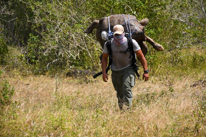 Een medewerker van het Galapagos National Park vervoert Diego op zijn rug op het eiland Española, waar Diego na tachtig jaar weer naar terugkeert.