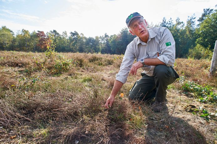 Boswachter Frank van Kalleveen bij de heide in De Maashorst die door de aanhoudende droogte en warmte bruin kleurde in plaats van paars.